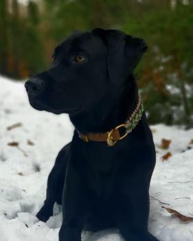Benno